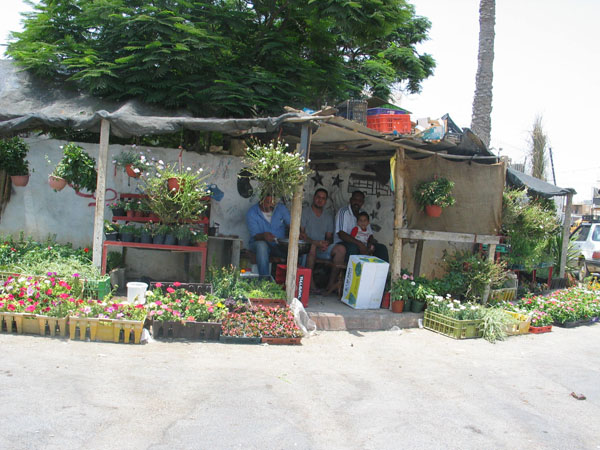 592_jericho_pflanzen