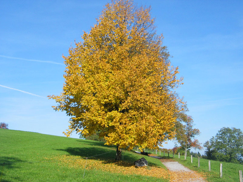 047_herbstbaum