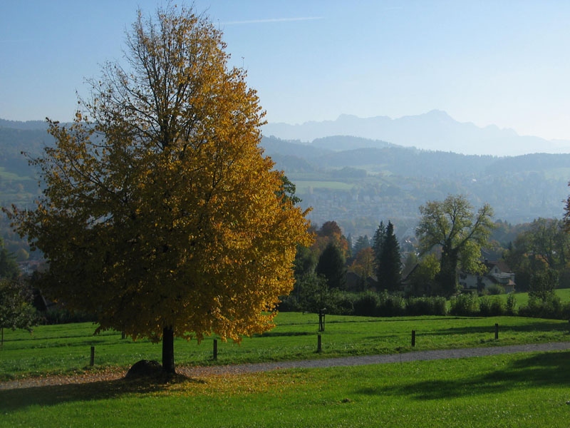 049_herbstbaum_st.gallen