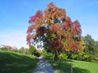 043_herbstbaum